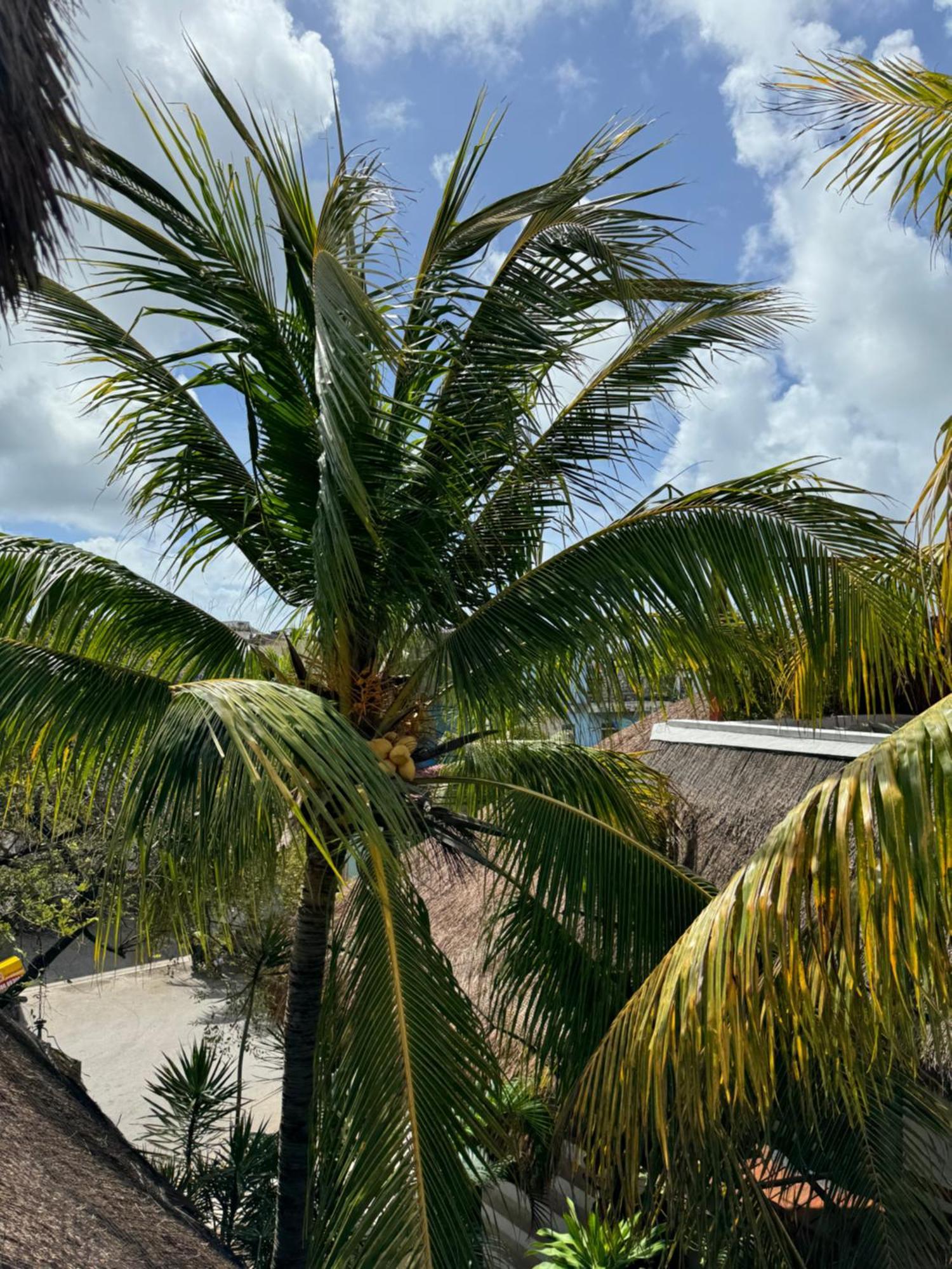 Kin Ha Tulum Hotel ภายนอก รูปภาพ